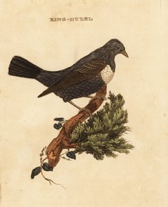Mirlo capiblanco, Turdus torquatus de Edward Donovan