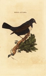 Mirlo acuático, Turdus torquatus de Edward Donovan
