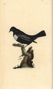 Mirlo acuático, Turdus torquatus. Grabado en cobre coloreado a mano dibujado y grabado por Edward Donovan de su propia 
