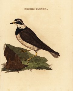 Chorlitejo grande, Charadrius hiaticula de Edward Donovan
