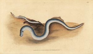 Lamprea de río, Lampetra fluviatilis (grabado a mano por Edward Donovan de su 