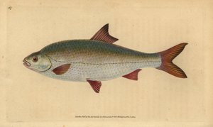 Rutilo, Rutilus rutilus (Cyprinus ritulus). Grabado en cobre coloreado a mano dibujado y grabado por Edward Donovan de su “Historia Natural de los Peces Británicos” de Edward Donovan