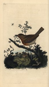 Petirrojo, Erithacus rubecula. Ilustración de "Natural History of British Birds" de Edward Donovan, Londres de Edward Donovan