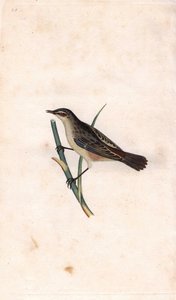 Carricero común. Acrocephalus schoenobaenus (Motacilla salicaria). Grabado en cobre por Edward Donovan (1768-1837), publicado en Historia natural de las aves británicas, Londres de Edward Donovan