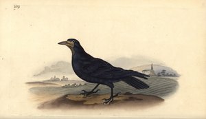 Grajo, Corvus frugilegus. Ilustración a mano de cobre grabada por Edward Donovan de su propio 