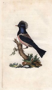 Estornino rosado. Sturnus roseus (Turdus roseus). Grabado en cobre por Edward Donovan (1768-1837), publicado en Historia natural de las aves británicas, Londres de Edward Donovan
