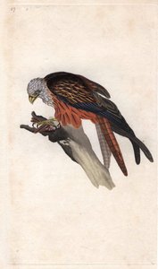 Milano real. Milvus milvus. Grabado en cobre por Edward Donovan, publicado en Histoire naturelle des oiseaux britanniques, Londres de Edward Donovan