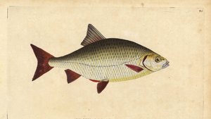 Rutilo, Scardinius erythrophthalmus (Ojo rojo, Cyprinus erythrophthalmus). Grabado en cobre coloreado a mano dibujado y grabado por Edward Donovan de su Historia Natural de los Peces Británicos, Donovan y F.C. y J. Rivington, Londres
