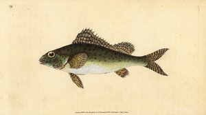 Ruffe, Gymnocephalus cernua. Grabado a mano coloreado por Edward Donovan de su Historia Natural de los Peces Británicos, Donovan y F.C. y J. Rivington, Londres de Edward Donovan