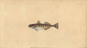 Pomatoschistus minutus (Gobio manchado, Gobius minutus), gobio de arena. Grabado en cobre coloreado a mano dibujado y grabado por Edward Donovan de su Historia Natural de los Peces Británicos, Donovan y F.C. y J. Rivington, Londres de Edward Donovan