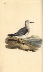 Correlimos tridáctilo, Calidris alba. Grabado a mano coloreado por Edward Donovan de su propia Historia Natural de las Aves Británicas, Londres