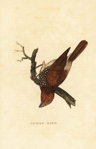 Munia escamosa o munia manchada, Lonchura punctulata de Edward Donovan