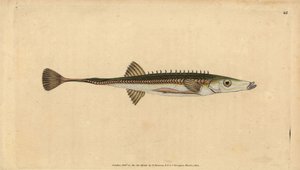 Espinoso de mar, Spinachia spinachia. Grabado a mano coloreado por Edward Donovan de su Historia Natural de los Peces Británicos, Donovan y F.C. y J. Rivington, Londres