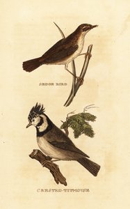 Carricero común, Acrocephalus schoenobaenus, y herrerillo crestado, Lophophanes cristatus de Edward Donovan