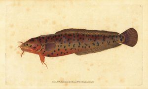 Moteada de tres barbas, Gaidropsarus mediterraneus (Bacalao o moteada de tres barbas, Gadus tricirratus). Grabado en cobre coloreado a mano dibujado y grabado por Edward Donovan de su Historia Natural de los Peces Británicos, Donovan y F.C. y J. Rivington,