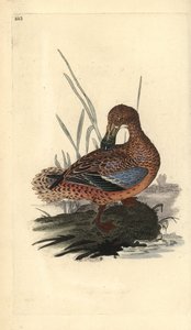 Pato cuchara (hembra), Anas clypeata. Ilustración a mano de cobre grabada por Edward Donovan de su propio 