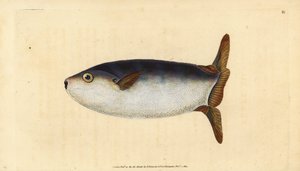 Pez luna delgado, Ranzania laevis (Pez luna truncado, Tetrodon truncatus). Grabado en cobre coloreado a mano dibujado y grabado por Edward Donovan de su Historia Natural de los Peces Británicos, Donovan y F.C. y J. Rivington, Londres de Edward Donovan