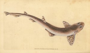 Tiburón gato manchado pequeño, Scyliorhinus canicula (Tiburón manchado menor, Squalus catulus). Grabado en cobre coloreado a mano dibujado y grabado por Edward Donovan de su Historia Natural de los Peces Británicos, Donovan y F.C. y J. Rivington, Londres