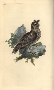 Búho siberiano, Strix pulchella. (Búho chico, Otus scops?) Ilustración a mano de cobre grabada por Edward Donovan de su propio 