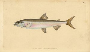 Eperlano, Osmerus eperlanus (Salmo eperlanus). Grabado en cobre coloreado a mano dibujado y grabado por Edward Donovan de su Historia Natural de los Peces Británicos, Donovan y F.C. y J. Rivington, Londres de Edward Donovan