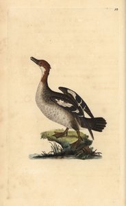 Serreta chica, Mergellus albellus, hembra. Grabado en cobre coloreado a mano dibujado y grabado por Edward Donovan de su “Historia Natural de las Aves Británicas” de Edward Donovan