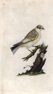 Gorrión de nieve. Plectrophenax nivalis (Emberiza nivalis). Grabado en cobre por Edward Donovan (1768-1837), publicado en Histoire naturelle des oiseaux britanniques, Londres