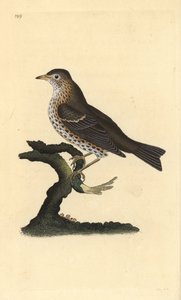 Zorzal común, Turdus philomelos. Grabado en cobre coloreado a mano dibujado y grabado por Edward Donovan de su propia 