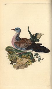 Tórtola moteada o pancou, Spilopelia chinensis. Grabado a mano coloreado por Edward Donovan de su propia Historia Natural de las Aves Británicas, Londres de Edward Donovan