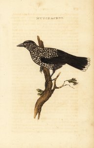 Cascanueces, Nucifraga caryocatactes de Edward Donovan