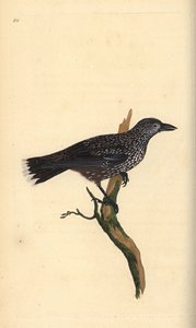 Cascanueces moteado, Nucifraga caryocatactes. Grabado a mano coloreado por Edward Donovan de su propia Historia Natural de las Aves Británicas, Londres de Edward Donovan