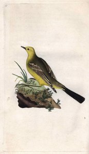 Bergeronnette de primavera. Motacilla flava. Grabado en cobre por Edward Donovan (1768-1837), publicado en Historia natural de las aves británicas, Londres de Edward Donovan