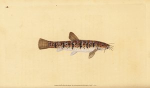 Locha de piedra, Barbatula barbatula (Locha barbuda, Cobitis barbatula). Grabado en cobre coloreado a mano dibujado y grabado por Edward Donovan de su Historia Natural de los Peces Británicos, Donovan y F.C. y J. Rivington, Londres de Edward Donovan