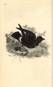 Paíño europeo, Hydrobates pelagicus. Grabado a mano coloreado por Edward Donovan de su propia 