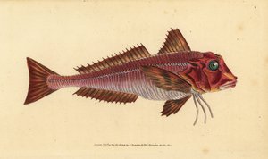 Rubio rayado, Trigloporus lastoviza (Trigla lineata). Grabado en cobre coloreado a mano dibujado y grabado por Edward Donovan de su Historia Natural de los Peces Británicos, Donovan y F.C. y J. Rivington, Londres de Edward Donovan