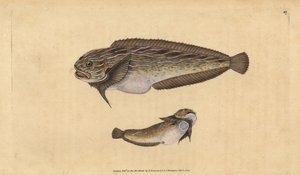 Caracol de mar rayado, Liparis liparis liparis (Chupador untuoso, Cyclopterus liparis) de Edward Donovan