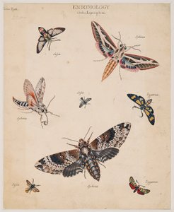 Estudios sobre animales invertebrados, Volumen II