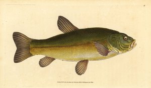 Tenca, Tinca tinca (Cyprinus tinca). Grabado en cobre coloreado a mano dibujado y grabado por Edward Donovan de su Historia Natural de los Peces Británicos, Donovan y F.C. y J. Rivington, Londres de Edward Donovan
