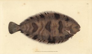 Lenguado variegado, Microchirus variegatus (Lenguado variegado, Pleuronectes variegatus) de Edward Donovan