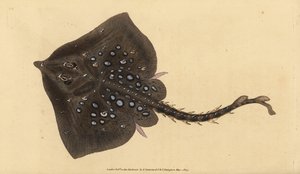 Raja clavata, raya de espinas. Casi amenazada. Grabado en cobre coloreado a mano dibujado y grabado por Edward Donovan de su Historia Natural de los Peces Británicos, Donovan y F.C. y J. Rivington, Londres