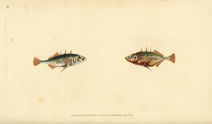 Gasterosteus aculeatus, espinoso de tres espinas. Grabado en cobre coloreado a mano dibujado y grabado por Edward Donovan de su Historia Natural de los Peces Británicos, Donovan y F.C. y J. Rivington, Londres de Edward Donovan