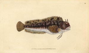 Blénido tompot, Parablennius gattorugine (Gattorugine, Blennius gattorugine). Grabado en cobre coloreado a mano dibujado y grabado por Edward Donovan de su Historia Natural de los Peces Británicos, Donovan y F.C. y J. Rivington, Londres de Edward Donovan