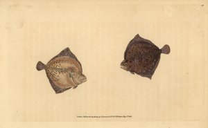 Rodaballo, Scophthalmus maximus (Platija cíclope, Pleuronectes cyclops). Grabado en cobre coloreado a mano dibujado y grabado por Edward Donovan de su Historia Natural de los Peces Británicos, Donovan y F.C. y J. Rivington, Londres de Edward Donovan