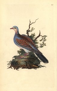 Tórtola europea, Streptopelia turtur. Grabado en cobre coloreado a mano dibujado y grabado por Edward Donovan de su propia 