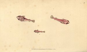 Pez pegajoso de dos manchas, Diplecogaster bimaculata bimaculata (Chupador bimaculado, Cyclopterus bimaculatus) de Edward Donovan