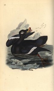 Negrón especulado, Melanitta fusca. Grabado en cobre coloreado a mano dibujado y grabado por Edward Donovan de su propia “Historia Natural de las Aves Británicas”, Londres de Edward Donovan