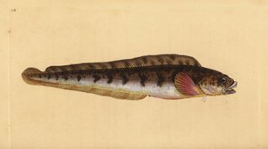 Zoarces vivíparo, Zoarces viviparus. Grabado a mano coloreado por Edward Donovan de su Historia Natural de los Peces Británicos, Donovan y F.C. y J. Rivington, Londres