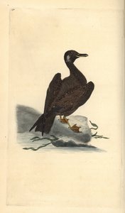 Gaviota joven del gavión atlántico, Larus marinus. Grabado en cobre coloreado a mano dibujado y grabado por Edward Donovan de su propia 