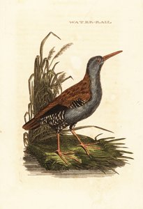 Rascón europeo, Rallus aquaticus de Edward Donovan