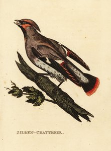 Ampelis europeo o ampelis europeo, Bombycilla garrulus de Edward Donovan