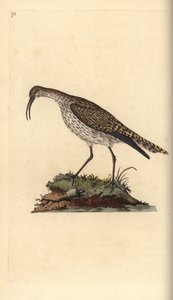 Zarapito trinador, Numenius phaeopus. Grabado en cobre coloreado a mano dibujado y grabado por Edward Donovan de su propia 